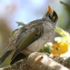 Noisy Miner NKI~cXC