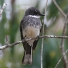 Northern Fantail itIEMr^L