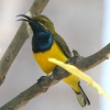 Olive-backed Sunbird Lo^CE`E