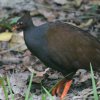 Orange-footed Scrubfowl I[XgAcJcN