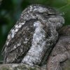 Papuan Frogmouth pvAK}O`^J