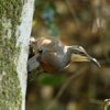 Paradise Riflebird ERtE`E