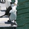 Pied Cormorant }~WE