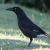 Pied Currawong tGKX