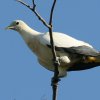 Pied Imperial-Pigeon \fOog