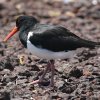 Pied Oystercatcher I[XgA~Rh