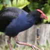 Purple Swamphen ZCPC