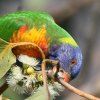 Rainbow Lorikeet SVLZCKCCR