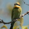 Rainbow Bee-eater n`NC