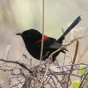 Red-backed Fairy-wren ZAJI[XgAVNC