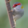 Red-browed Finch tE`E
