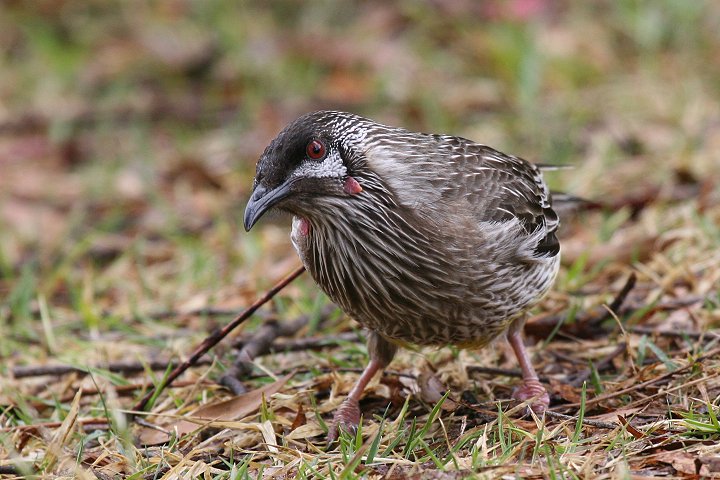 Red Wattlebird