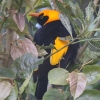 Regent Bowerbird tE`EhL