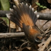 Rufous Fantail@IEMr^L