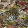 Russet-tailed Thrush AJIgcO~