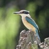 Sacred Kingfisher qWVEr