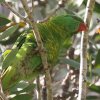 Scaly-breasted Lorikeet RZCKCCR