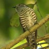 Shining Bronze-Cuckoo RW}eJbRE