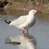 Silver Gull MJ