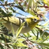 Silvereye nClW