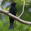 Spangled Drongo eIE`E