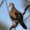 Spotted Turtle-Dove JmRog