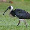 Straw-necked Ibis MgL