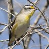 Striated Pardalote L{VzEZLh