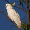 Sulphur-crested Cockatoo Lo^
