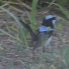 Superb Fairy-wren I[XgAVNC