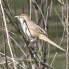 Tawny Grassbird YAJIIZbJ