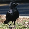 Torresian Crow ~i~KX