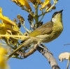 Varied Honeyeater ^et~cXC