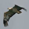 White-bellied Sea-Eagle VnE~V