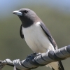 White-breasted Woodswallow co