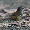 White-browed Scrubwren }~WuVNC