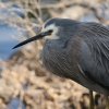 White-faced Heron JIWTM