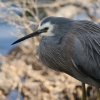 White-faced Heron JIWTM