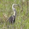 White-necked Heron VKVTM