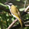 White-throated Honeyeater mhWn`}L~cXC