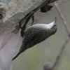 White-throated Treecreeper mhWLm{