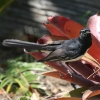 Willie Wagtail RtIEMq^L