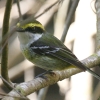 Yellow-breasted Boatbill LlnVrq^L