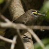 Yellow-faced Honeyeater LzIRoV~cXC