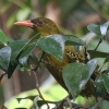 Yellow Oriole L~hRECEOCX