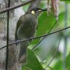 Yellow-spotted Honeyeater RL~~~cXC