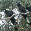 Yellow-tailed Black-Cockatoo LCINIE