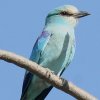 Abyssinian Roller IiKjVub|E\E