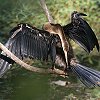 African Darter AJwrE