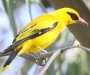 African Golden Oriole AtJRECEOCX